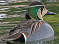 Baikal Teal